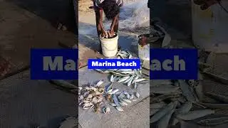 MARINA BEACH ⛱️ World's 2nd Longest Beach in Chennai 🇮🇳