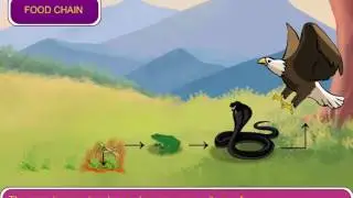 Food Chain and Food Web