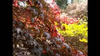 THE ROTHSCHILD GARDENS AT EXBURY, SOUTHAMPTON, UK