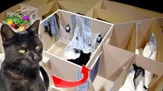 CAT DR.MAX in SPOOKY HALLOWEEN MAZE