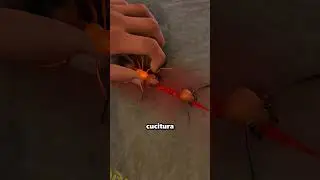 Farmers used ants to heal animal wounds 😱
