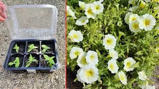 Осеннее черенкование петуний! Как черенковать? Как сохранить зимой? Как выбрать черенок?