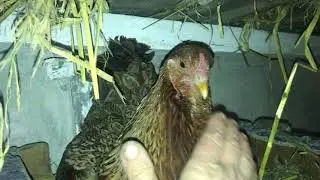 Курочка Сіра Рисочка сердиться 😡