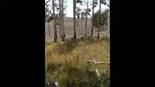 Sage grouse brood hen in aspen