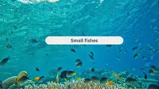 Small Fishes Underwater Amazing Shoots (Animals Video)