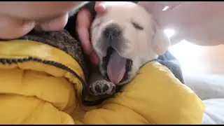 BABY YELLOW LAB PUPPIES