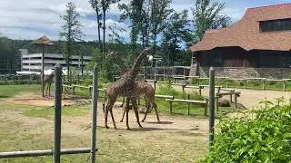 2022 turtle back zoo giraffe