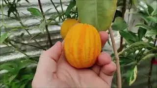 ​Апельсин 