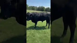 J&J Cattle Co:  Lot 