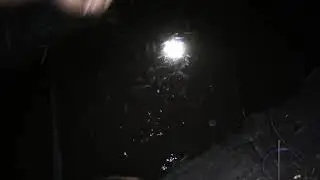 PERKEMBANGAN LARVA LELE UMUR 4-6 MINGGU TANPA CASUT || INI UKURAN YANG SEDANG
