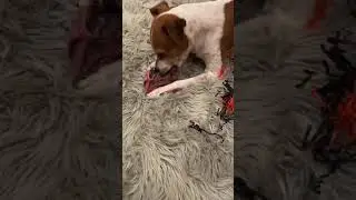 My dog ate my undies! #baddog #crazydog #funnypets