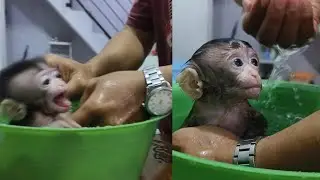 baby monkey Chiko doesn't want to take a bath