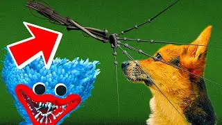 КАК ГРОХНУТЬ ПРОТОТИП 1-0- 0- 6 ?? (Корги Кекс) Говорящая собака