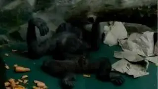 funny monkey!!!Обезьяна Отжигает!!!