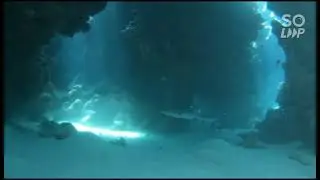 baby shark