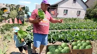 На Капусті заробити можна? Садимо ще капусту