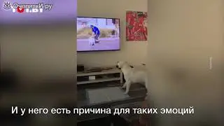 Пёс увидел себя в телеке