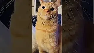 #viral