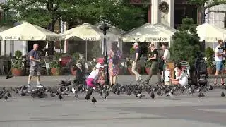 Kraków, Rynek Główny, Gołębie, 26-06-2024