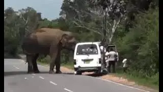 #Eliphantattackingescap#gudiyathamtopalamanarroad