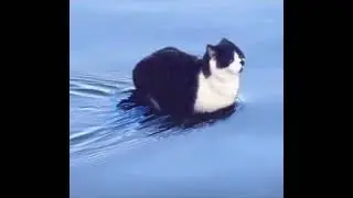water cat