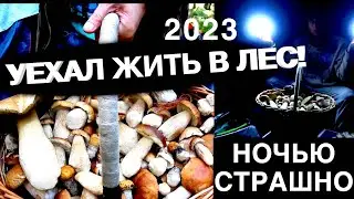 БЕЛЫХ ГРИБОВ МОРЕ, ПОЕХАЛ НА ТРИ ДНЯ В ЛЕС И ПРОПАЛ ТАМ/2023/ АВГУСТ/ НОЧЁВКИ/ ГРИБЫ/ ПРИКЛЮЧЕНИЯ.