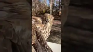 Hawk is Surprised🪶