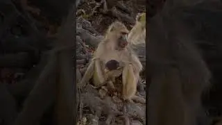 Mongoose catches Cobra! 