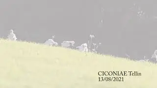 ciconia ciconia (Tellin 13/08/2021)