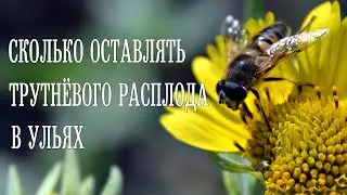 Сколько оставлять трутнёвого расплода в ульях. Это важно знать!