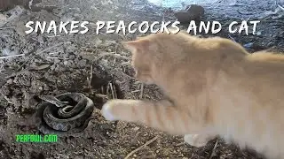 Snakes Peacocks And Cat, Peacock Minute, peafowl.com