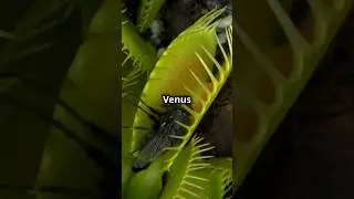How does the Venus flycatcher work? #Predatoryplants #Interestingfacts #flowers