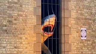 The Battle of SHARKS!