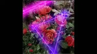 Zetta Xperimento - Flores 💐