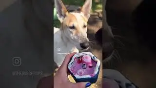 Let’s make a „Doggy Eton Mess“ #dogenrichment #slowfeeder #canineenrichment