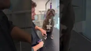 This Pitbull Deserves an Oscar for His Reaction to Getting His Nails Trimmed