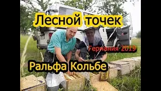 Лесной точёк Ральфа Кольбе .Германи 2019 