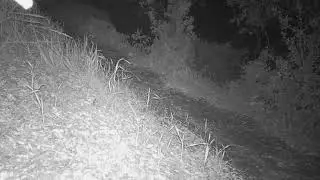 Coyote traveling throughout Oak Canyon!