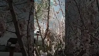 Абрикосовый цвет для пчел, 21.04.24, Самара