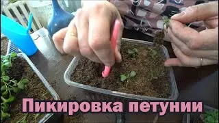 Пикировка петунии