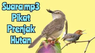 Suara pikat prenjak hutan