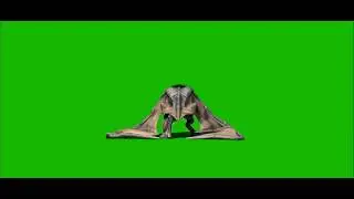 BAT... GREEN SCREEN VIDEO