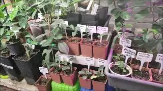 Зимняя теплица для цитрусовых.