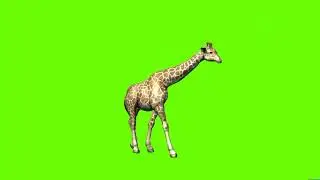 SEE!! Giraffe walking and eating on green screen cartoon without sounds no copyright