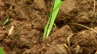 Propagate Plants, Garden Beds Created by Animals