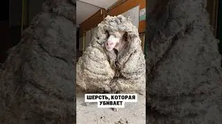 Что Будет, Если НИКОГДА Не Стричь Овцу?
