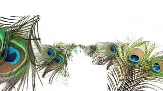 #Peacock #Feathers Moving in White Background #3D #Free #GreenScreen