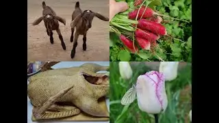 Пополнение в хозяйстве /Первый урожай /Наши деревенские будни