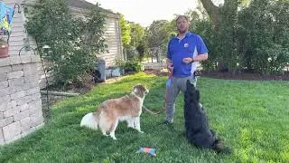 Teaching Bailey to Stop Barking at People Outside her Yard