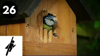 Birds are Heroes!! Animals are Awesome... #26